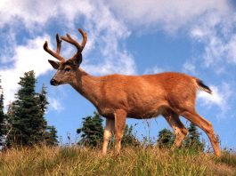 Cerbul-catâr (Odocoileus hemionus) din vestul Americii de Nord are urechile ca la măgar