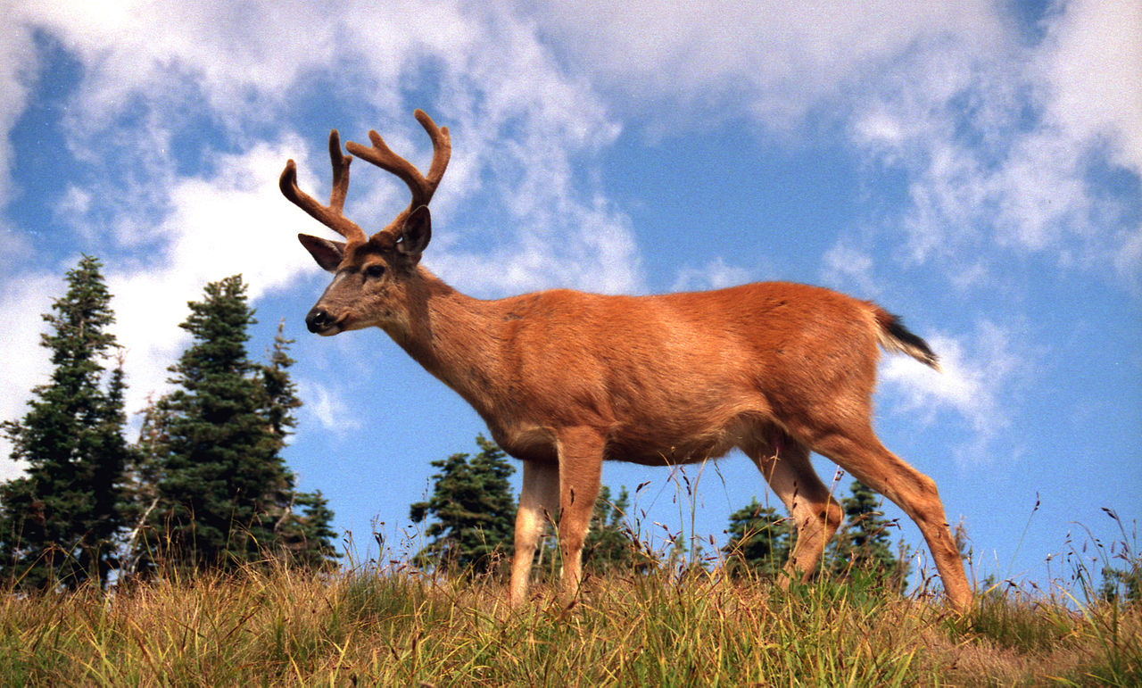 Cerbul-catâr (Odocoileus hemionus) din vestul Americii de Nord are urechile ca la măgar