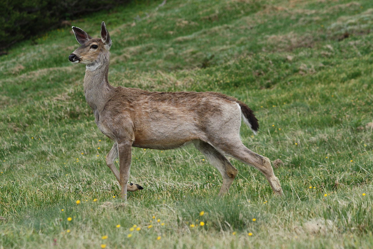 Cerbul-catâr