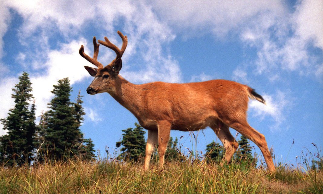 Cerbul-catâr (Odocoileus hemionus) din vestul Americii de Nord are urechile ca la măgar Cerbul-catâr (Odocoileus hemionus) din vestul Americii de Nord are urechile ca la măgar