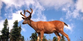 Cerbul-catâr (Odocoileus hemionus) din vestul Americii de Nord are urechile ca la măgar