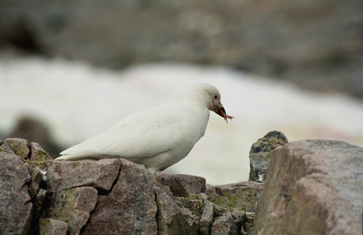 Chionis alba