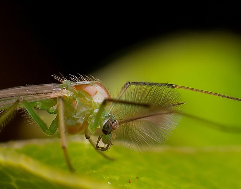 Chironomus Riparius, Foto: snipview.com