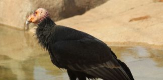 Condorul californian (Gymnogyps californianus), cea mai mare pasăre din America de Nord