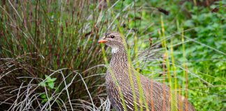 Cristeiul de baltă (Crex crex), strigătul lui se aude de la depărtare