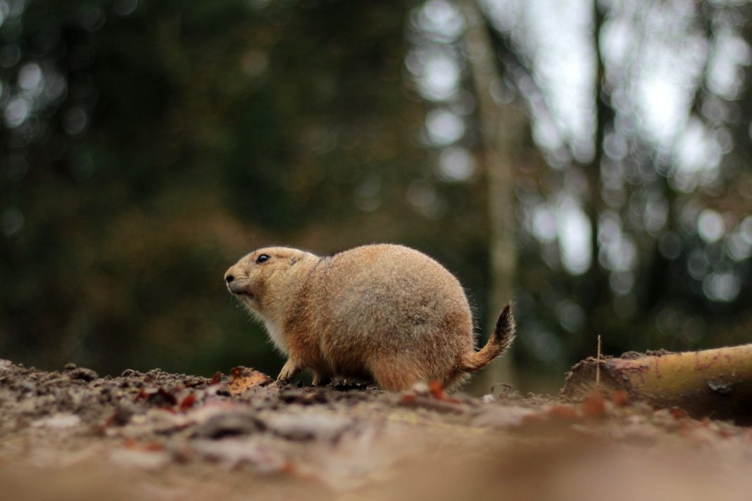 Curiozități despre câinii de prerie, află totul despre ei Curiozități despre câinii de prerie, află totul despre ei
