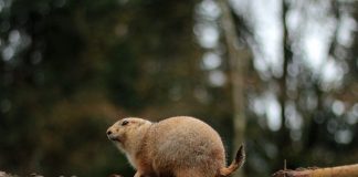 Curiozități despre câinii de prerie, află totul despre ei