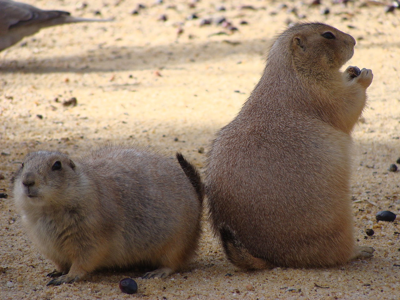 Cynomys ludovicianus