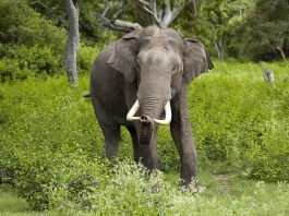 Elefantul asiatic (Elephas maximus), o specie pe cale de dispariție