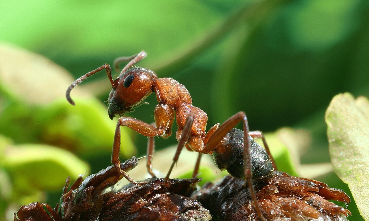 Formica rufa rufa