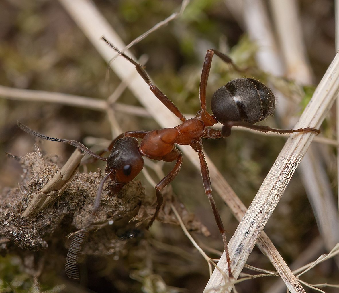 Formica sanguinea