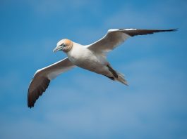 Gâsca de mare nordică (Forus bassanus), o specie de pasăre înrudită cu pelicanul