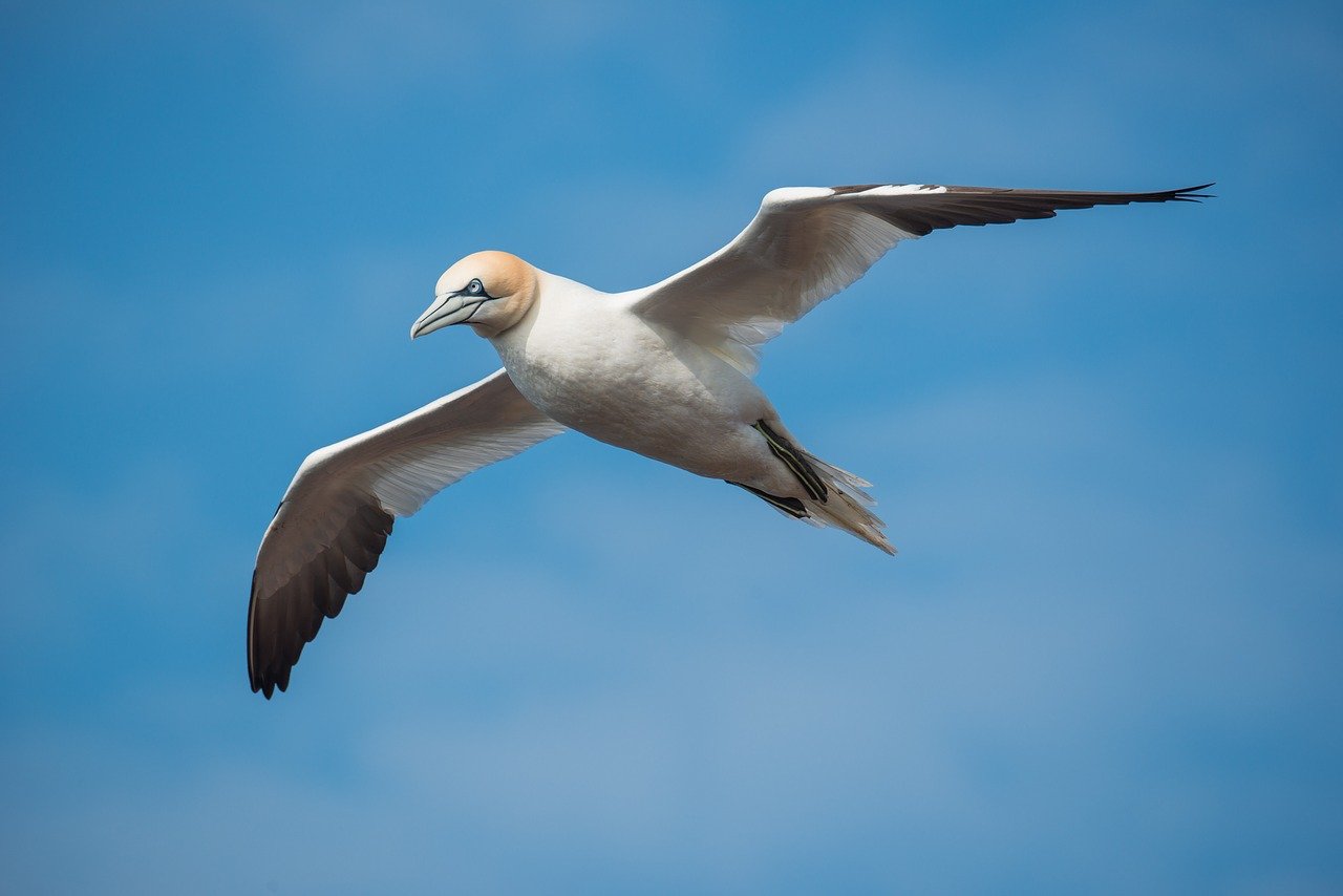 Gâsca de mare nordică (Forus bassanus), o specie de pasăre înrudită cu pelicanul