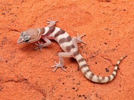 Gecko dungat (Coleonyx variegatus), șopârla cu pleoape mobile