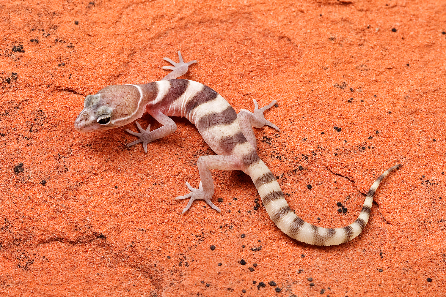 Gecko dungat (Coleonyx variegatus), șopârla cu pleoape mobile