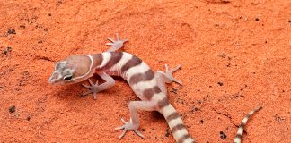 Gecko dungat (Coleonyx variegatus), șopârla cu pleoape mobile