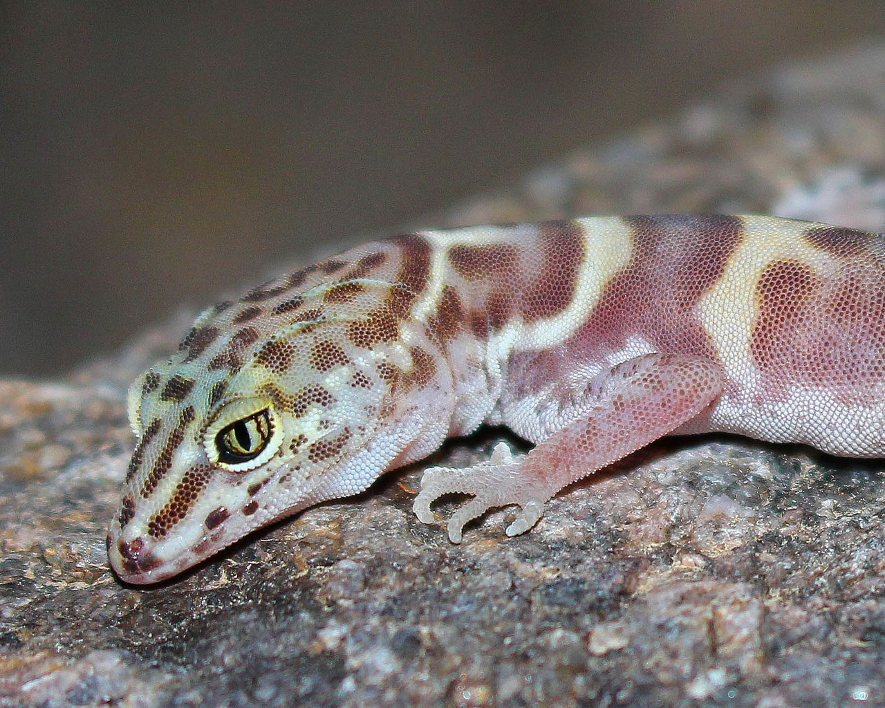 Gecko dungat