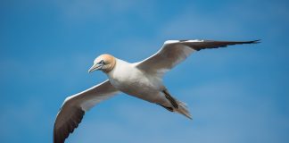 Gâsca de mare nordică (Forus bassanus), o specie de pasăre înrudită cu pelicanul
