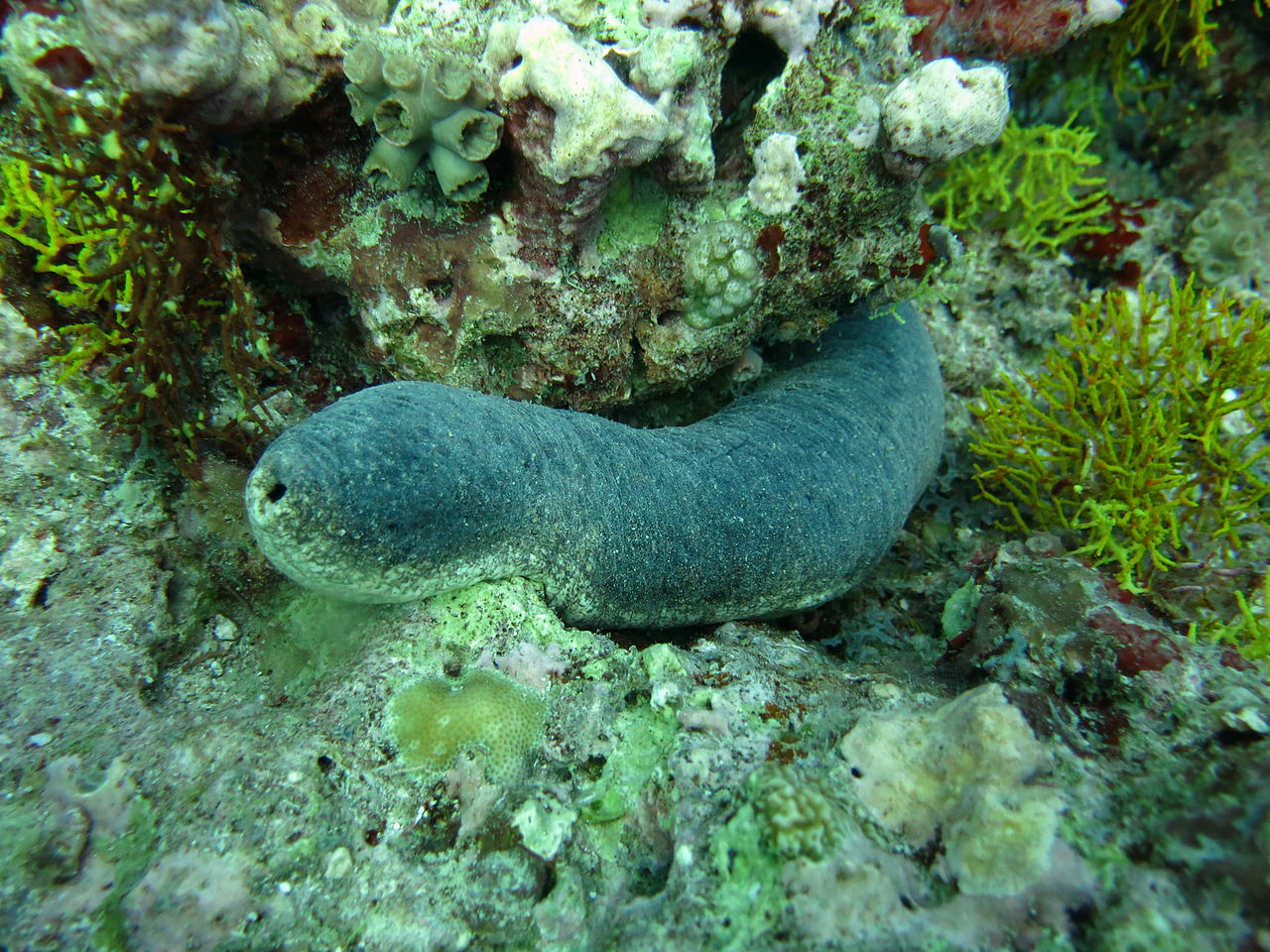 Holothuria Edulis