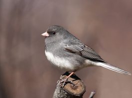 unco cu ochi negri (Junco hyemalis), pasare originara din America de Nord