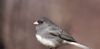 unco cu ochi negri (Junco hyemalis), pasare originara din America de Nord