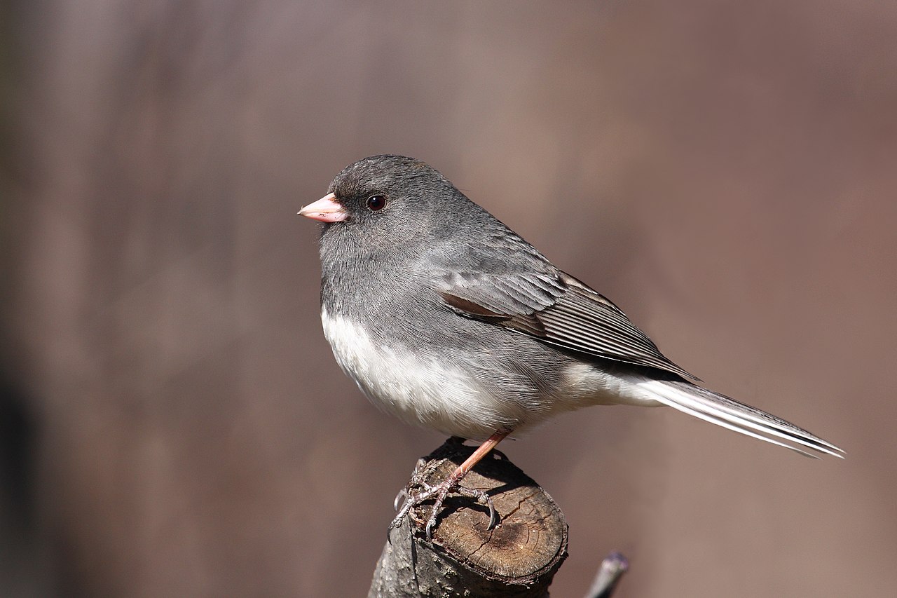 unco cu ochi negri (Junco hyemalis), pasare originara din America de Nord