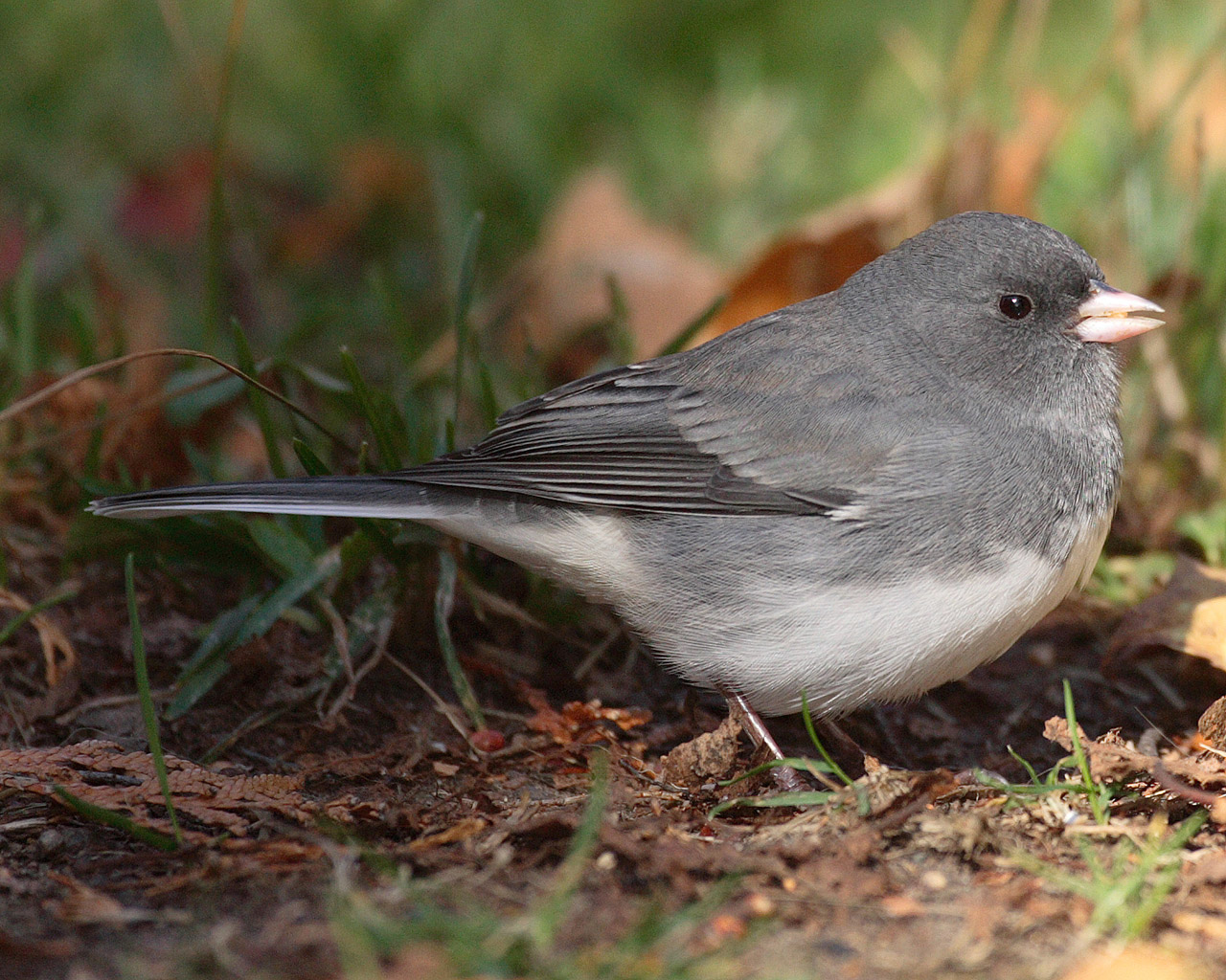 Junco cu ochi negri