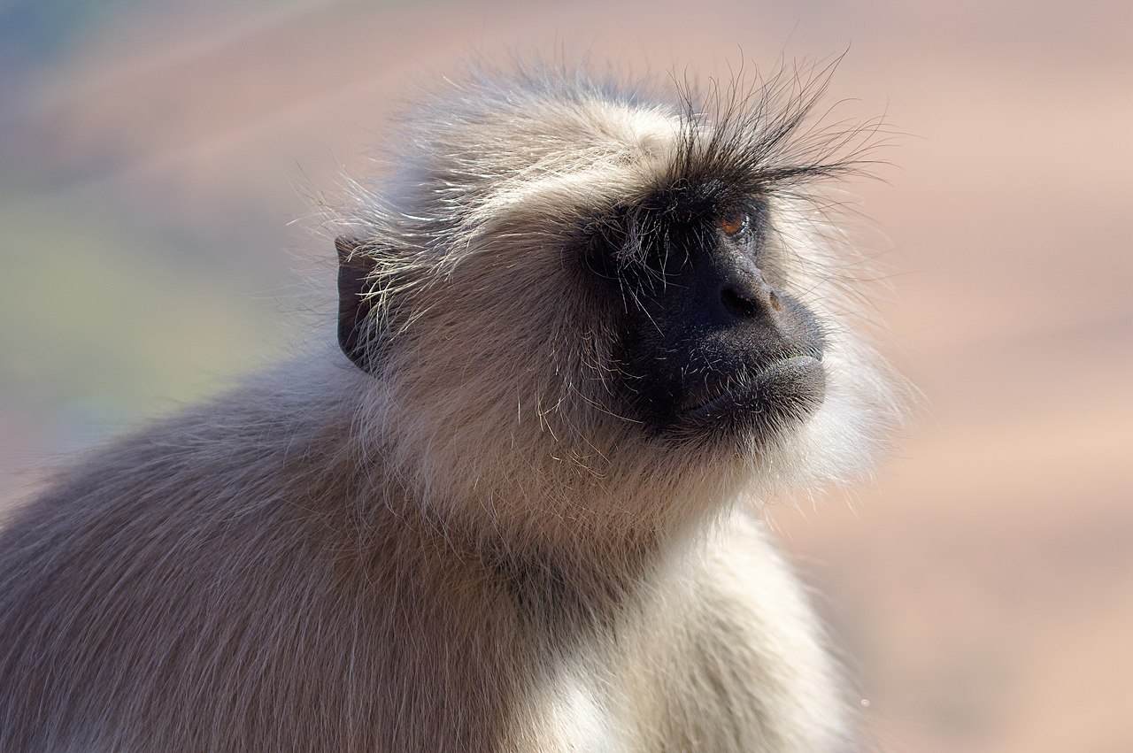 Langurul Hanuman (Semnopithecus entellus) o specie de primată