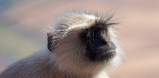 Langurul Hanuman (Semnopithecus entellus) o specie de primată