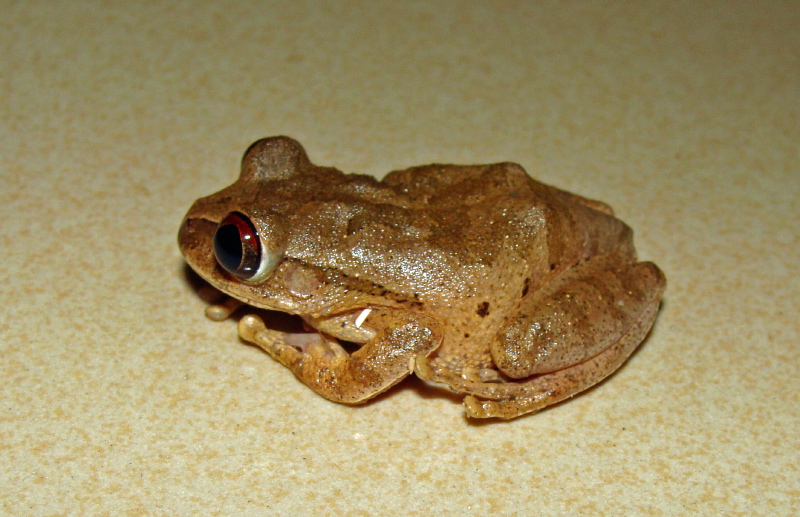 Leptopelis modestus, Foto: nczs.org