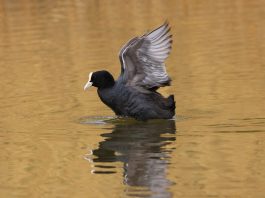 Lisita (Fulica atra), o pasăre migratoare care apare și în țara noastră