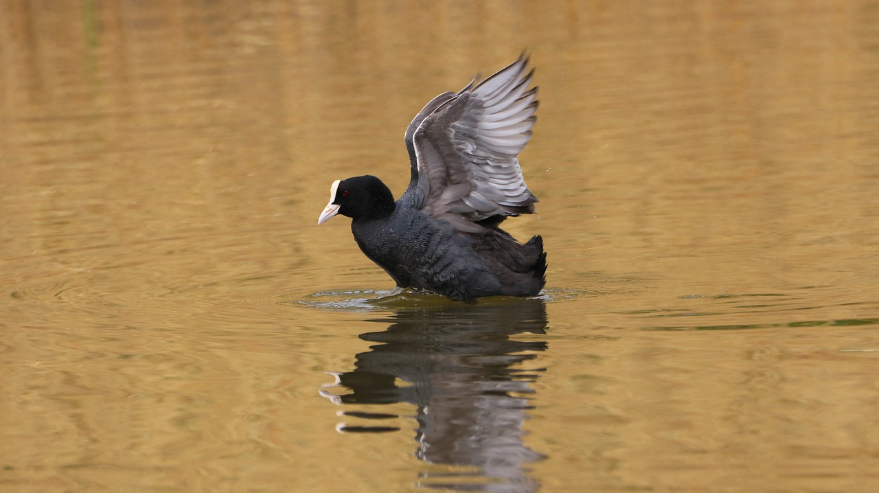 Lisita (Fulica atra), o pasăre migratoare care apare și în țara noastră