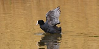 Lisita (Fulica atra), o pasăre migratoare care apare și în țara noastră