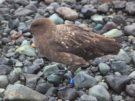 Lupul de mare antarctic (Catharacta antarctica), pasăre de apă care fură ouăle și puii de pinguini și cormorani