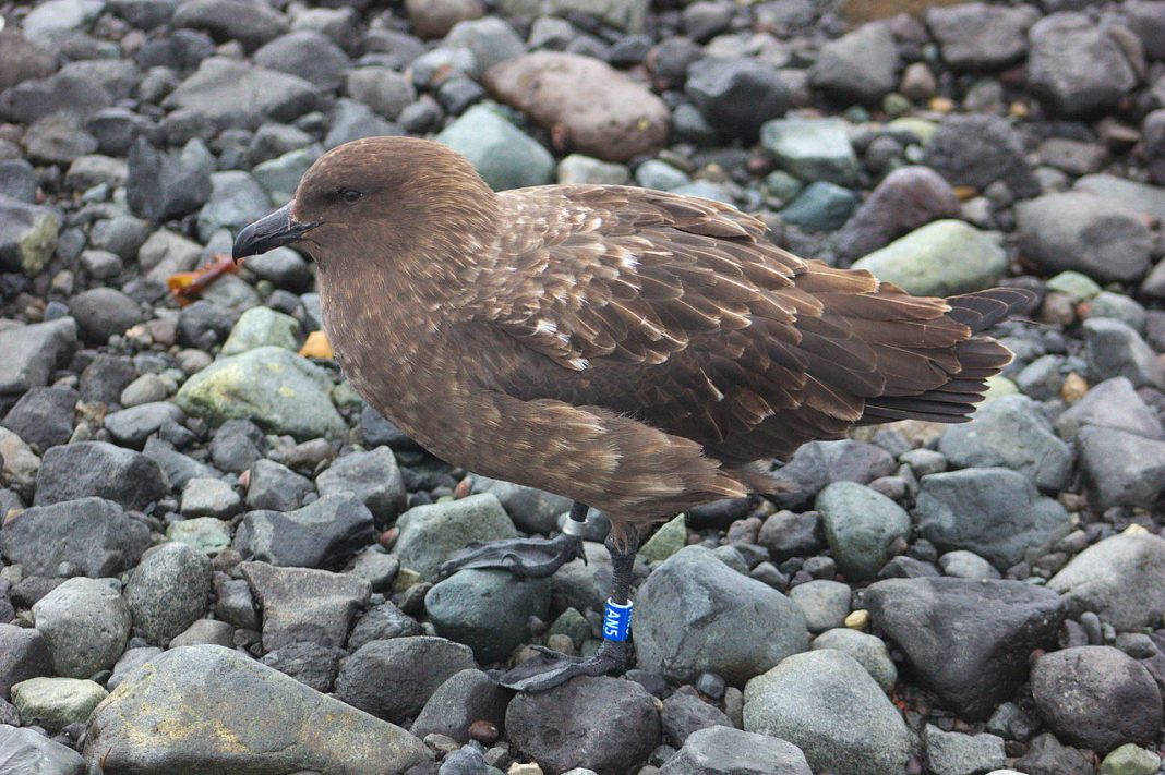 Lupul de mare antarctic (Catharacta antarctica), pasăre de apă care fură ouăle și puii de pinguini și cormorani