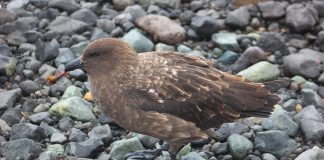 Lupul de mare antarctic (Catharacta antarctica), pasăre de apă care fură ouăle și puii de pinguini și cormorani