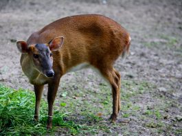 Muntiacul chinezesc (Muntiacus reevesi), cunoscut sub numele de cerbul boncăluitor