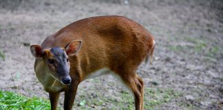 Muntiacul chinezesc (Muntiacus reevesi), cunoscut sub numele de cerbul boncăluitor