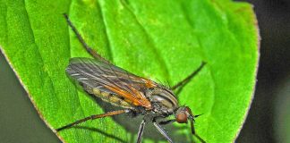 Musculițe dansatoare, vezi cum și-au primit numele