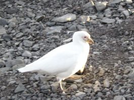 Păsări de apă - Chionis alba trăiește în Peninsula Antarctică