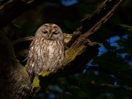 Păsări de pradă – Huhurezul roșcat (Strix aluco)