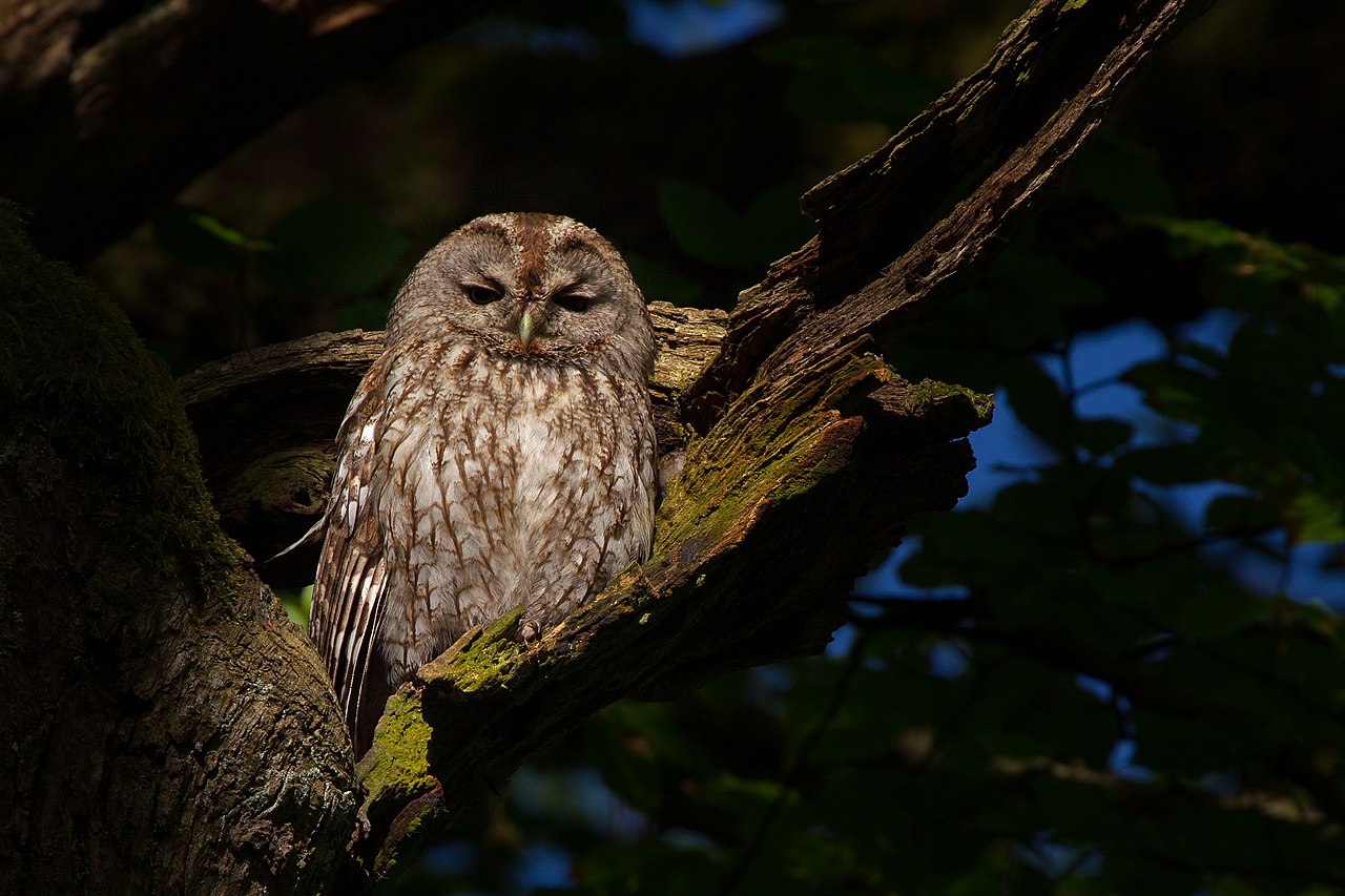 Păsări de pradă – Huhurezul roșcat (Strix aluco)