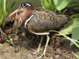 Pasăre de apă - Becata pictată (Rostratula benghalensis)