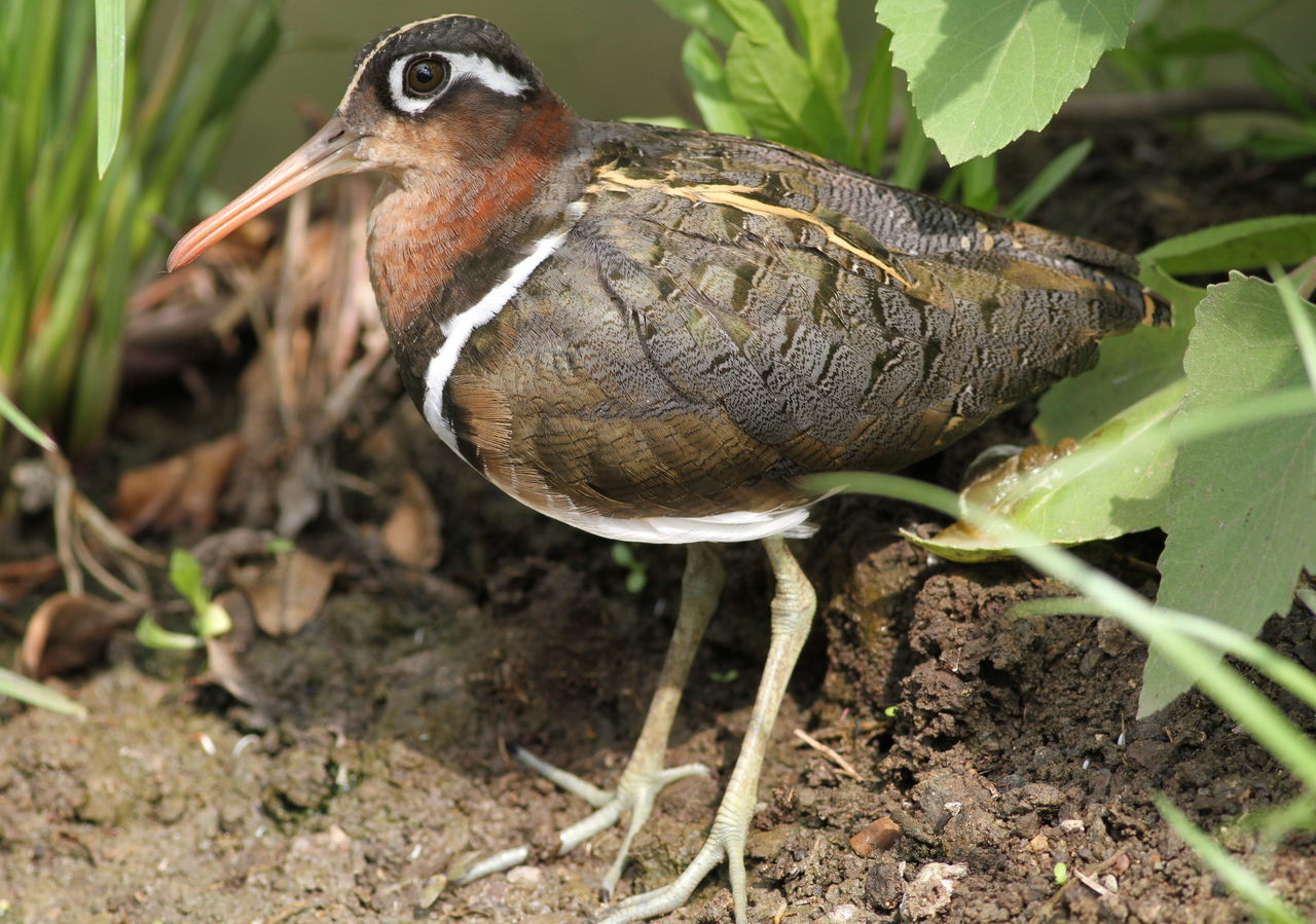 Pasăre de apă - Becata pictată (Rostratula benghalensis)