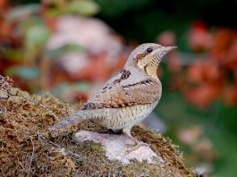 Pasărea cap-întortura este o specie migratoare din familia Picidae a ciocănitorilor, care își răsucește gâtul ca un șarpe