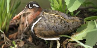 Pasăre de apă - Becata pictată (Rostratula benghalensis)