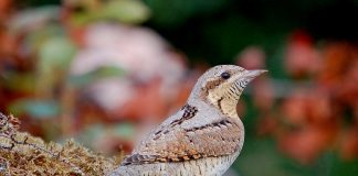 Pasărea cap-întortura este o specie migratoare din familia Picidae a ciocănitorilor, care își răsucește gâtul ca un șarpe