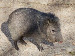 Pecari cu guler (Pecari tajacu), mamifere copitate