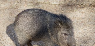 Pecari cu guler (Pecari tajacu), mamifere copitate