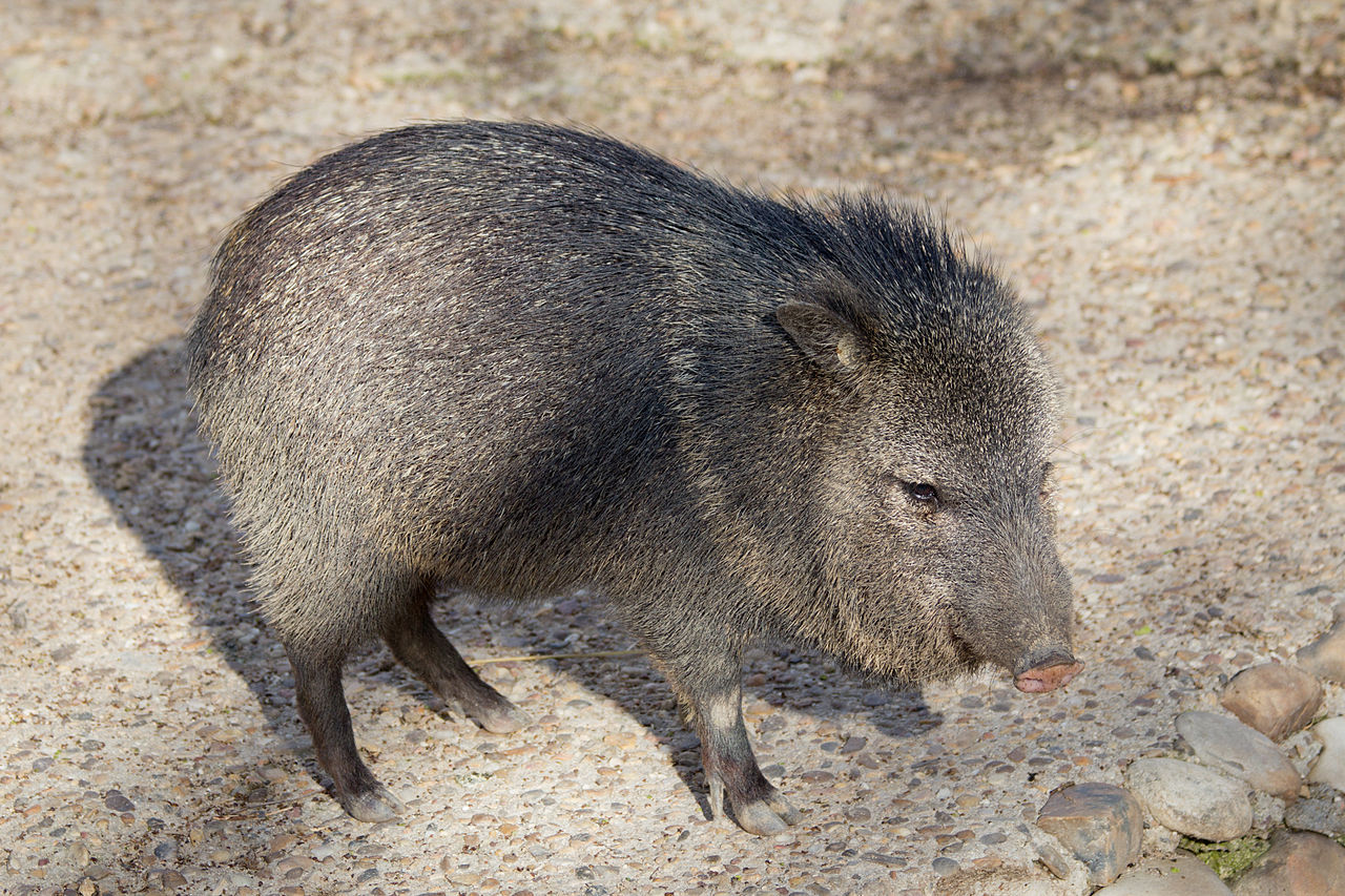 Pecari cu guler (Pecari tajacu), mamifere copitate